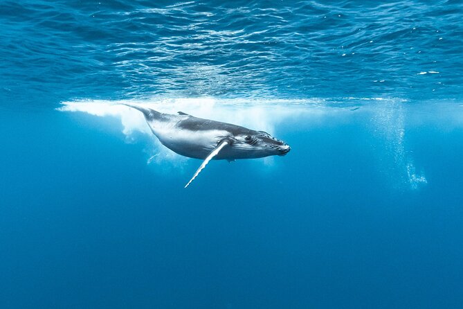 Private tour whale watching and snorkeling in Moorea - Who gets the best value from this tour