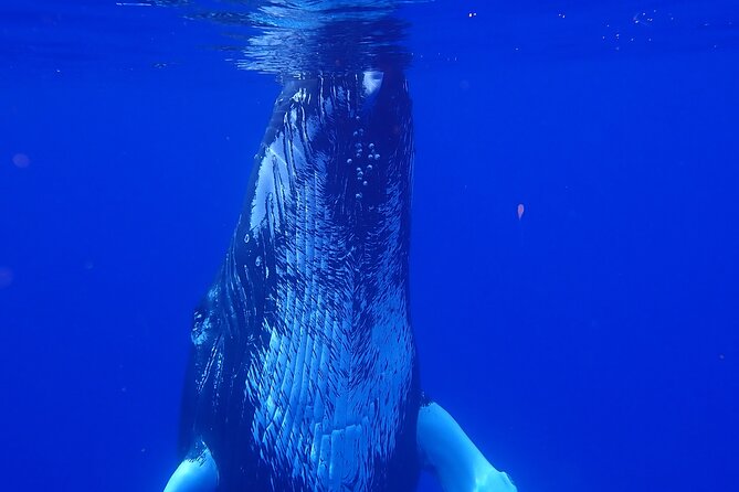 Private Tour Whale Watching Half Day Tour - A private boat changes the rhythm