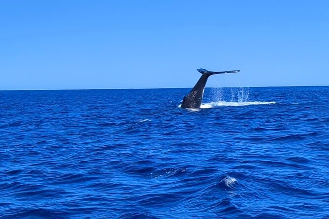 Private Tour Whale Watching Half Day Tour - Why weather controls the schedule