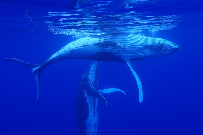 Private Tour Whale Watching Half Day Tour - Snacks, water, and drinks on board