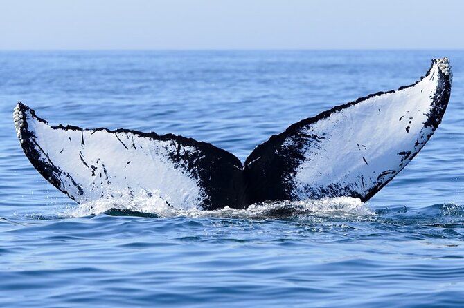 Private Tour Whale Watching Half Day Tour - Comfort matters more than luxury