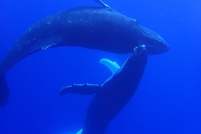 Private Tour Whale Watching Half Day Tour - Searching for humpback whales around Moorea