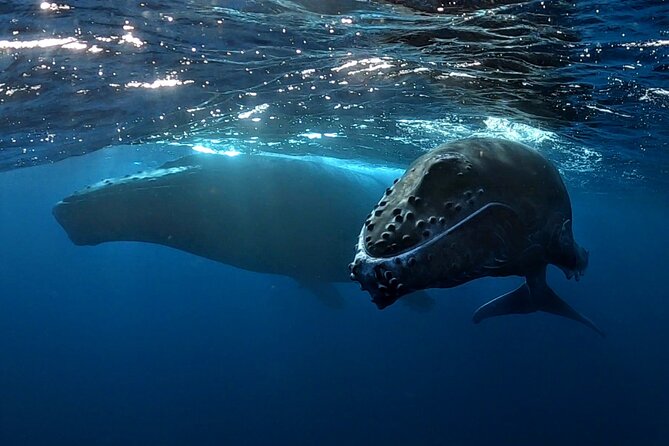 Private Whale Outing on the Tahiti Peninsula - Key points at a glance