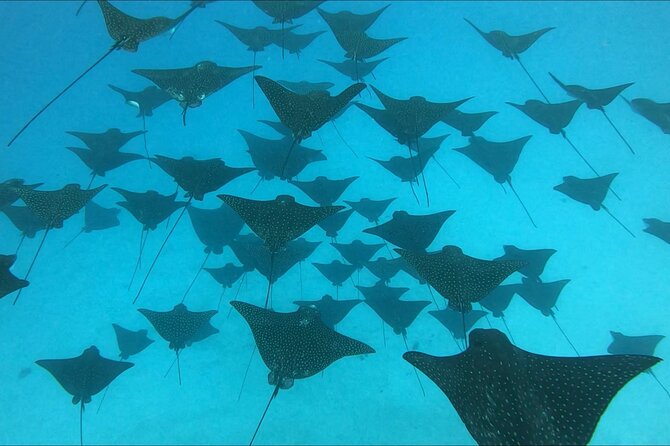 Private Whale Outing on the Tahiti Peninsula - Why this Tahiti whale trip feels different