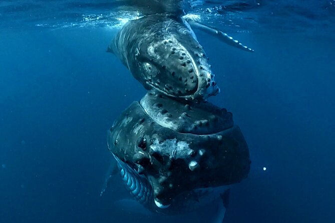 Private Whale Outing on the Tahiti Peninsula - Watching whales with room to breathe