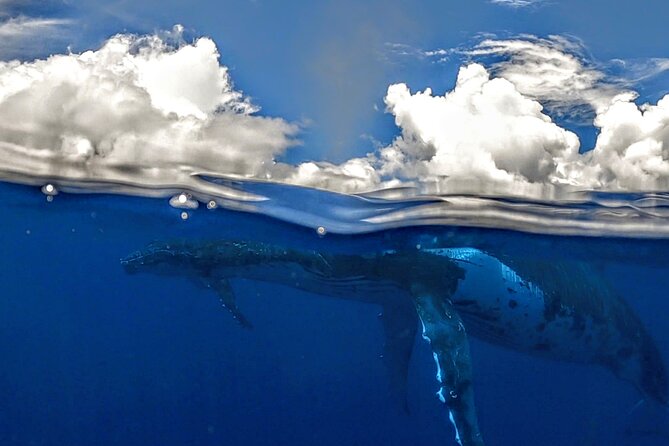 Private Whale Outing on the Tahiti Peninsula - The Teahupoo bonus