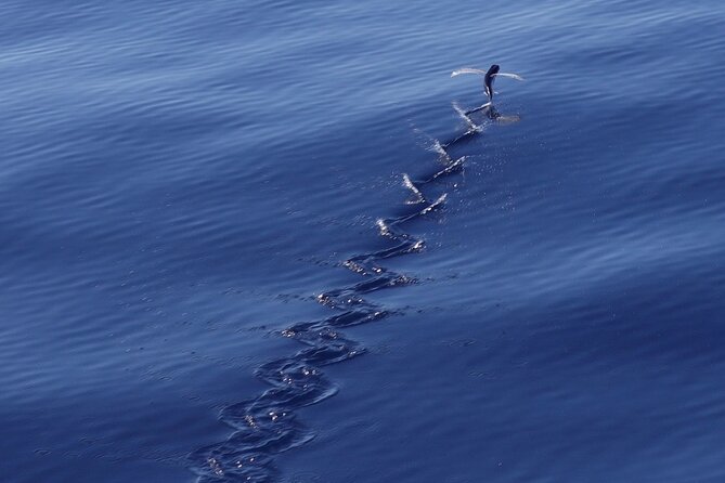 Private Whale Outing on the Tahiti Peninsula - What the private price buys you