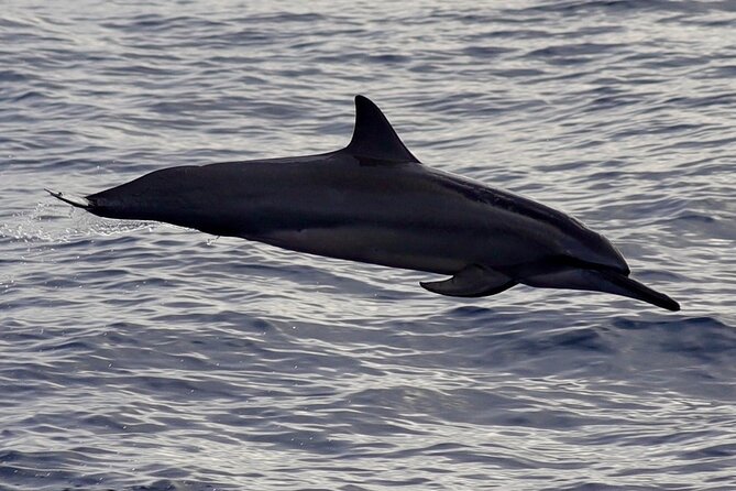 Private Whale Outing on the Tahiti Peninsula - Who will enjoy this most