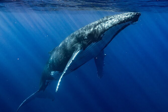 Private Whale Watching Adventure in Mo'orea - Swimming with whales, with limits