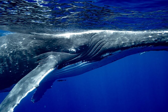 Private Whale Watching Adventure in Mo'orea - Gear, comfort, and what you must pack