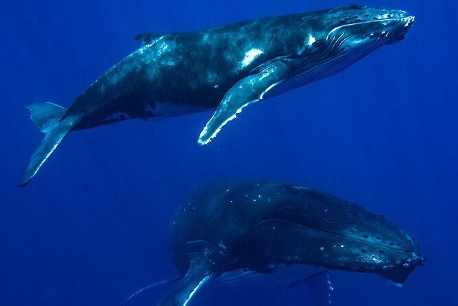 Private Whale Watching Adventure in Mo'orea - Six hours of searching for humpback whales