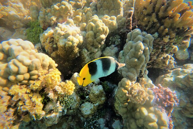 Raiatea-Tahaa Snorkeling in our beautiful Coral Garden - Five Things to Know Before You Book