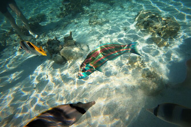 Raiatea-Tahaa Snorkeling in our beautiful Coral Garden - From Uturoa Harbor to Tahaa’s Western Shore