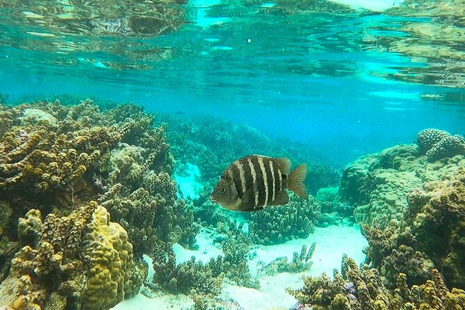Raiatea-Tahaa Snorkeling in our beautiful Coral Garden - Arriving at Motu Tautau’s Famous Coral Garden