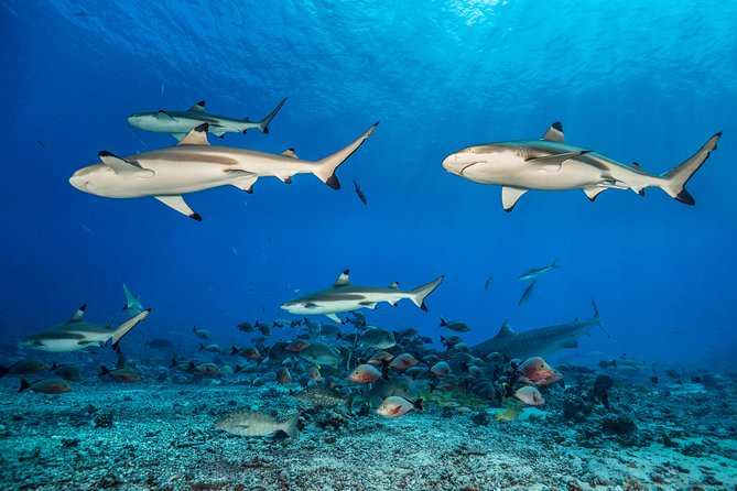 Rangiroa 2-tank Certified Scuba Dive - Sharks, Dolphins, and Reef Life