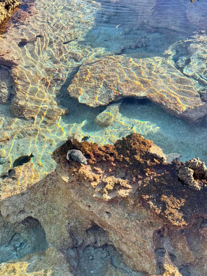 Rangiroa: Blue Lagoon Tiputa Pass Coral Garden Island Birds - What the day feels like from start to finish