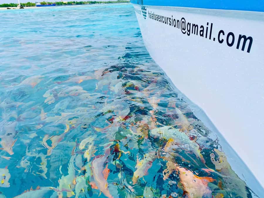 Rangiroa: Blue Lagoon Tiputa Pass Coral Garden Island Birds - Pickup at Rangiroa and the ride out