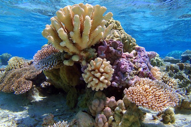 Reef Discovery Half Day Group Signature Tour - Why this three-and-a-half-hour outing works