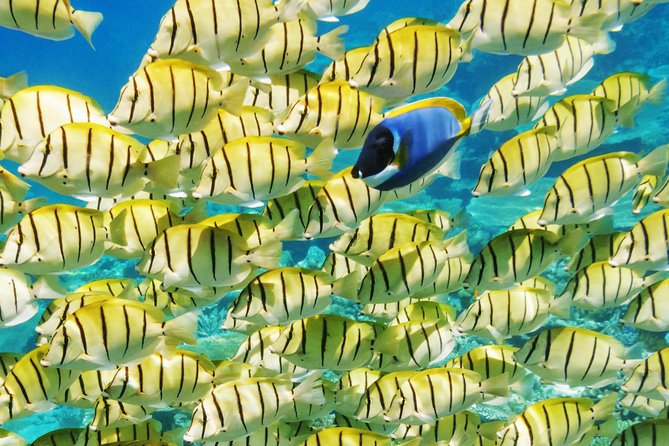 Reef Discovery Half Day Group Signature Tour - Eagle rays, reef sharks, and stingrays