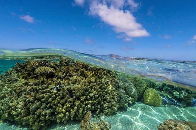 Reef Discovery Half Day Group Signature Tour - Who should book this tour