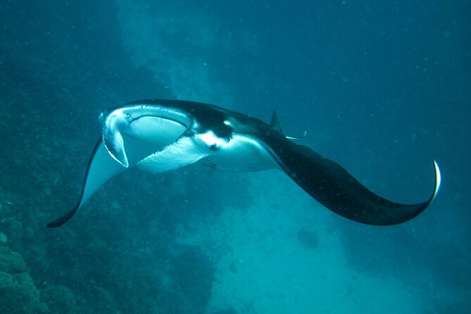 Reef Discovery Luxury Private Snorkeling Lagoon Tour - Why the Flexible Route Matters