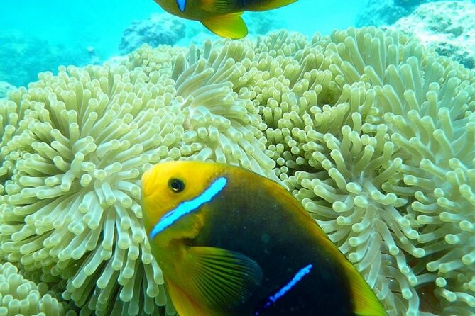 Reef Discovery Luxury Private Snorkeling Lagoon Tour - What the Three-and-a-Half-Hour Schedule Feels Like