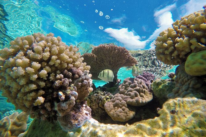 Reef Discovery Luxury Private Snorkeling Lagoon Tour - Who Will Get the Most From This Tour