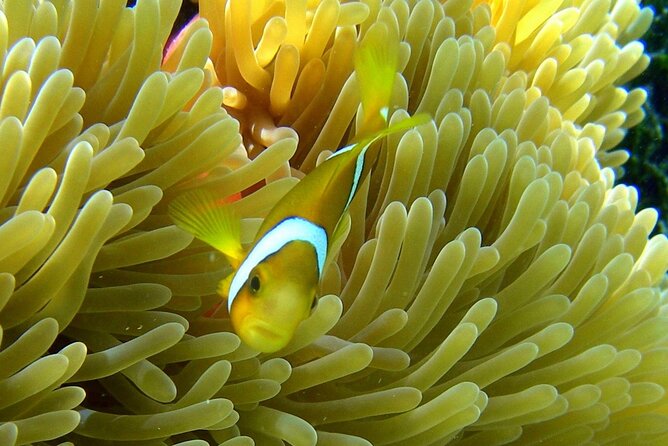 Reef Discovery Luxury Water Lunch Cruise - Final call: is the luxury water lunch cruise worth it?