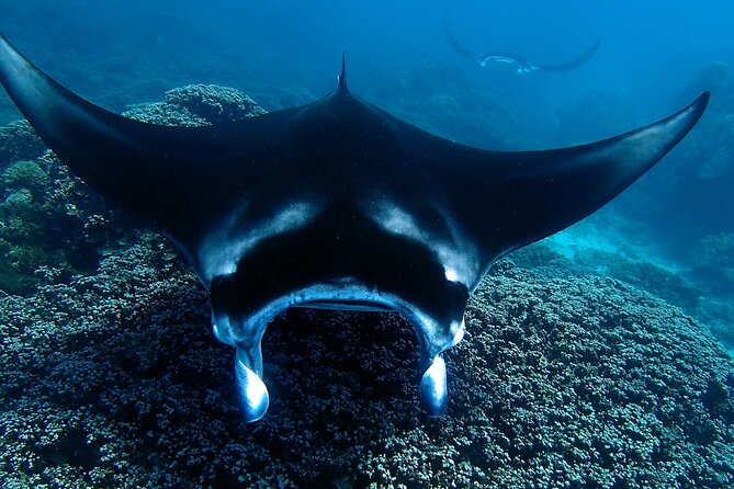 Reef Discovery Luxury Water Lunch Cruise - Pierre’s guiding style and the value of local context