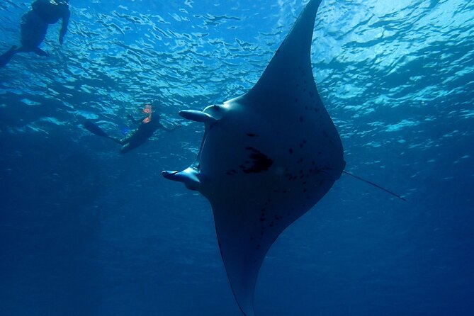 Reef Discovery Private Dream Day Tour - Starting at 9:00 am on Bora Bora’s lagoon