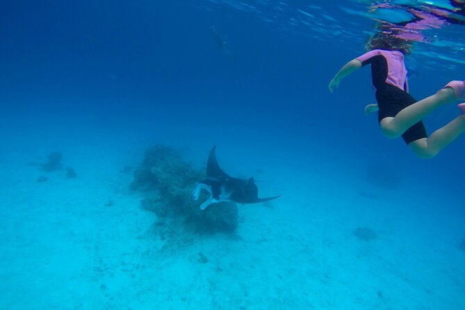 Reef Discovery Private Full Day Lagoon Tour & Motu Lunch - Wildlife Possibilities, From Fish to Dolphins