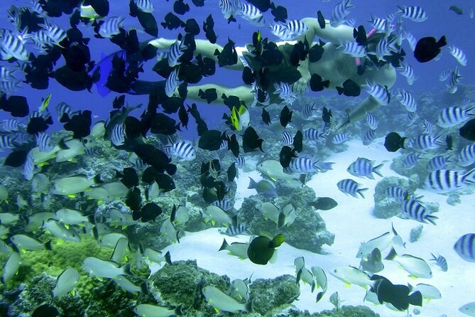 Reef Discovery Private Full Day Lagoon Tour & Water Lunch - Swimming, sun, and Bora Bora’s famous views