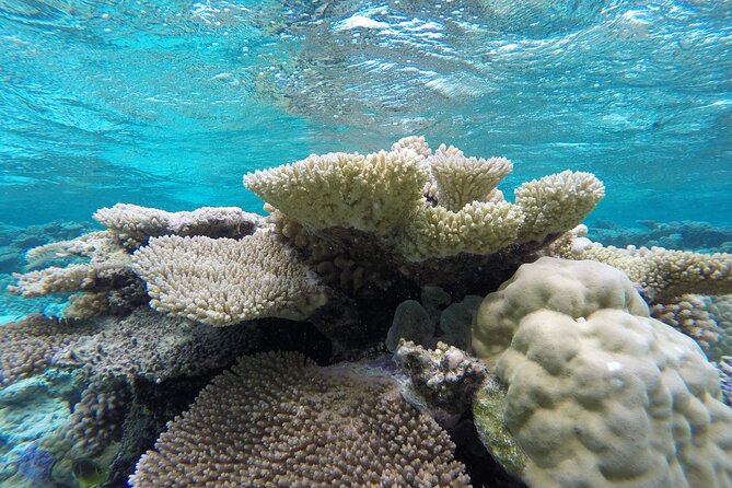 Reef Discovery Private Full Day Lagoon Tour & Water Lunch - Weather, cancellation, and cruise timing