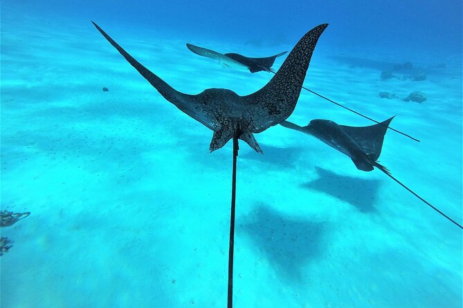 Reef Discovery Private Full Day Lagoon Tour & Water Lunch - Setting out from your hotel or port