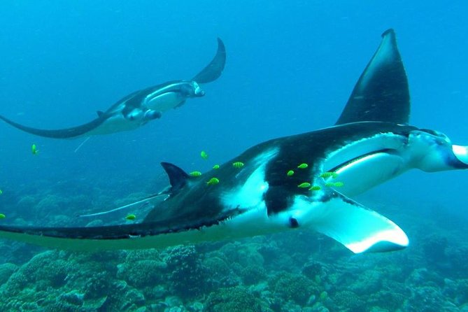 Reef Discovery Private Half Day Lagoon Tour - Four stops across Bora Bora Lagoon