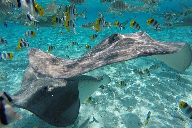 Reef Discovery Private Half Day Lagoon Tour - Weather, cancellation, and practical planning