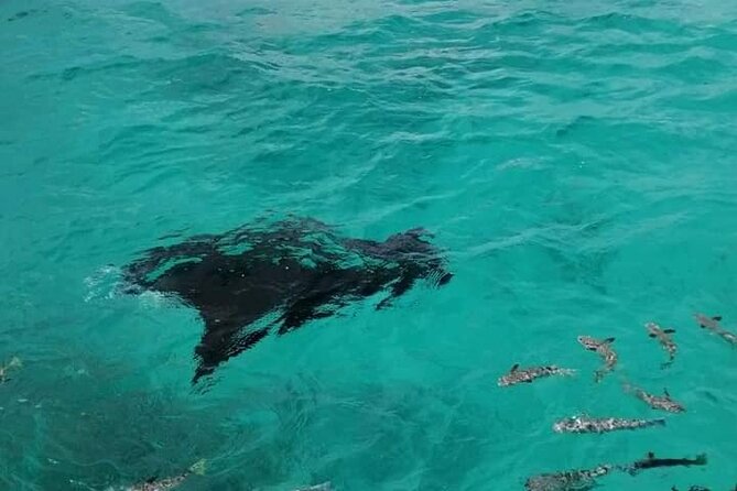 Reef island private tour - Starting at Ohotu for a Full Day on the Water