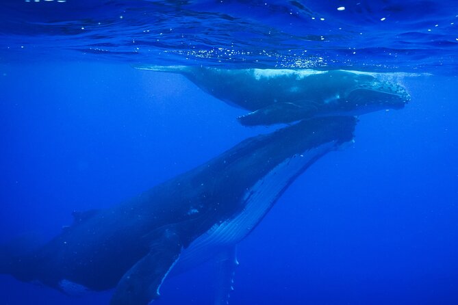 Respectful whale excursion to Tahiti in 4h30 - Key details before you book