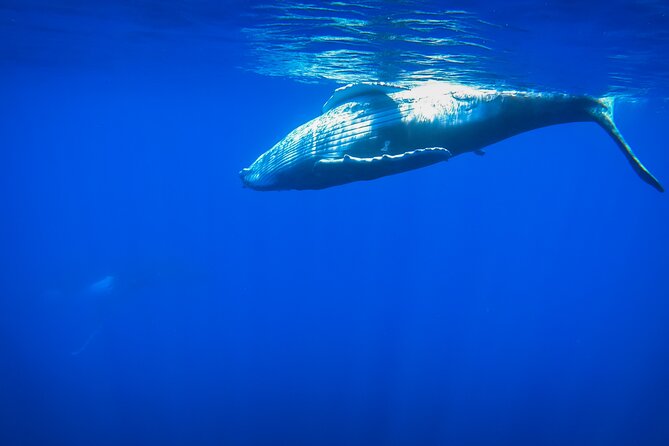 Respectful whale excursion to Tahiti in 4h30 - Leaving Papeete Marina at 7am or noon