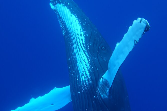 Respectful whale excursion to Tahiti in 4h30 - Spinner dolphins before the whale search