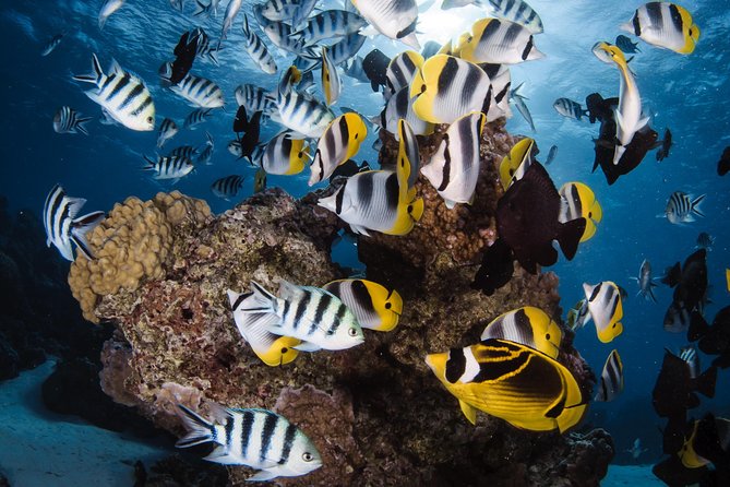 Romantic Dive for beginners in Bora Bora (2 people) with Video - What the two-hour outing includes