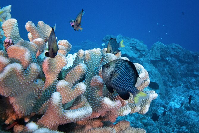 Romantic Dive for beginners in Bora Bora (2 people) with Video - Pickup by car or boat from your accommodation