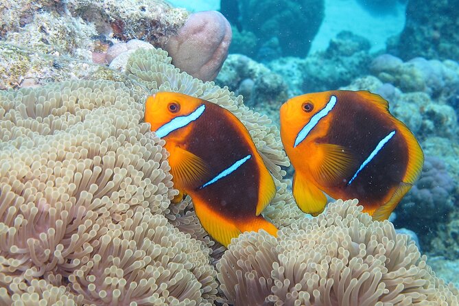 Romantic Dive for beginners in Bora Bora (2 people) with Video - Is $491.54 fair for two people?