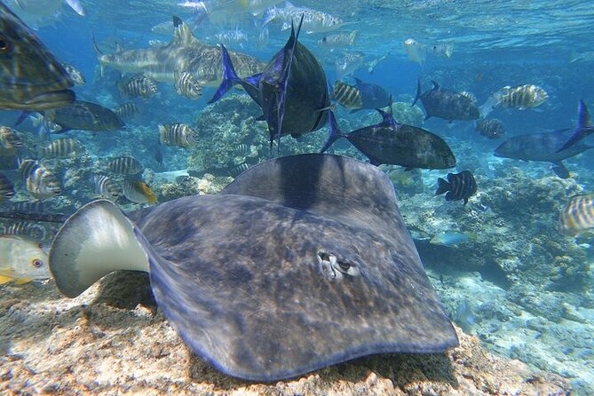 Sea Scooter Jet snorkeling "Moorea Reef Adventure" - What the Moorea Reef Adventure is really like