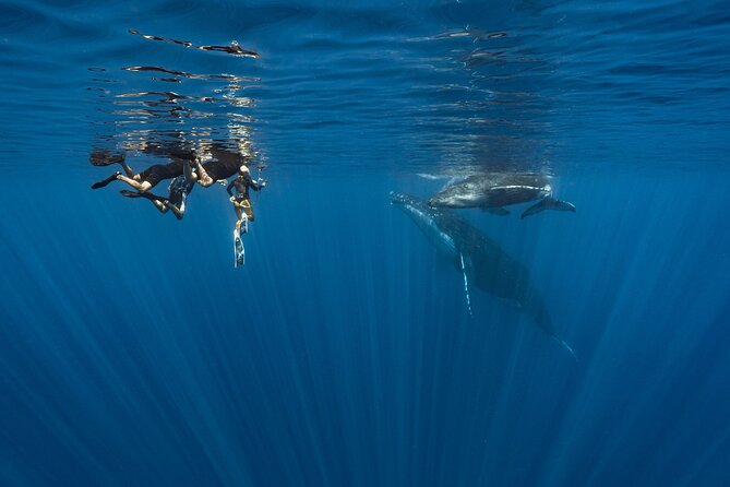 Shared Whale Expedition - Why Moorea is a memorable place for whale watching