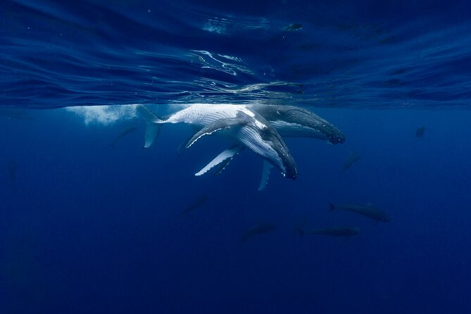 Shared Whale Expedition - Swimming near whales requires confidence