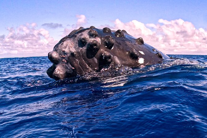 Shared Whale Expedition - Marine life beyond the humpbacks
