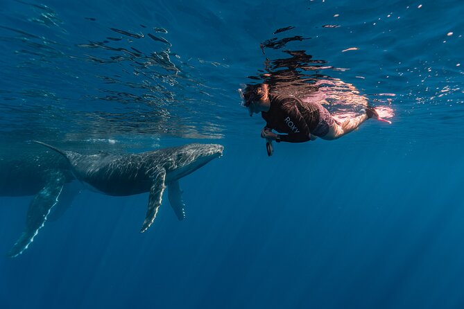 Shared Whale Expedition - Is $242.93 a fair price?