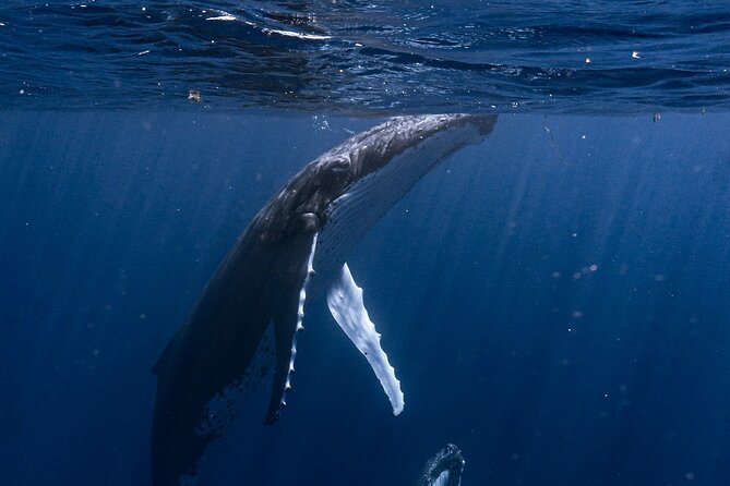 Shared Whale Expedition - A small boat and a small group make a difference