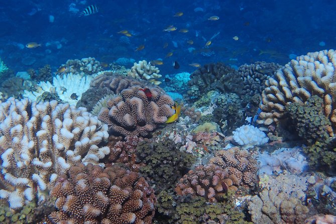 Small group snorkeling (5 people max): Turtles at 7:30am - Snorkeling equipment and the included photo service